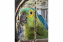 PCPR resgata seis aves vítimas do tráfico de animais em Curitiba