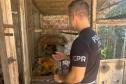 PCPR resgata macaco-prego que viveu 31 anos preso em uma gaiola em Colombo