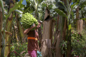 -Chuvas fortes podem provocar perda de qualidade em banana do Litoral