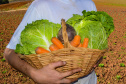 ALIMENTA