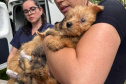 PCPR resgata mais de 130 cães vítimas de maus tratos e prende mulher em flagrante em Bocaiuva do Sul