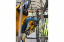 PCPR resgata seis aves vítimas do tráfico de animais em Curitiba