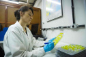Composto por três laboratórios, a estrutura do IAT faz análises regulares de amostras de água, solo, sedimentos e peixes para a identificação de contaminantes e poluentes
