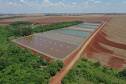 tilápia