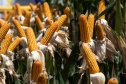 SHOW RURAL BIOGÁS