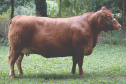 Purunã: gado paranaense é destaque no Show Rural Coopavel
