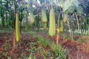 BUCHA VEGETAL