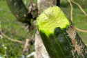 Que bucha é essa? Paraná é destaque na produção da planta, que chega a 41 municípios