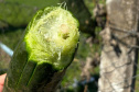 Que bucha é essa? Paraná é destaque na produção da planta, que chega a 41 municípios