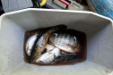 PIRACEMA
