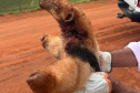 IAT TAMANDUÁ