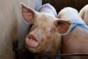 SEAB - Ao reconhecer Estado como zona livre de febre aftosa, Chile passará a importar carne suína paranaense