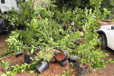 operação contra o greening  em Cornélio Procópio e Londrina.