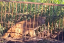 Filhote de onça-parda, capturados por técnicos do IAT em Iporã, no Noroeste do Paraná, retornou à natureza nesta quarta-feira (25