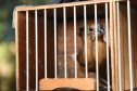  Pássaros resgatados do tráfico de animais começaram a voltar para a natureza nesta quarta-feira (25)