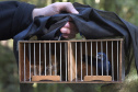  Pássaros resgatados do tráfico de animais começaram a voltar para a natureza nesta quarta-feira (25)