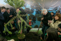 PLANTIO DE ARAUCARIA VICE