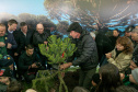 PLANTIO DE ARAUCARIA VICE