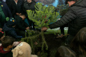 PLANTIO DE ARAUCARIA VICE