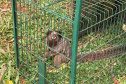 Profissionais do escritório regional do Instituto Água e Terra (IAT) de Foz do Iguaçu capturaram nesta segunda-feira (9) dois saguis-de-tufos-pretos