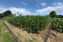 Paraná lidera inovação com tecnologia europeia adaptada para agricultura tropical