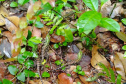 Cuidado no inverno: lagarto teiú (Salvator merianae), réptil presente em todos os biomas do Paraná