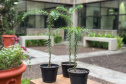 INOVAÇÃO - Bonsai de Araucária na Fundação Araucária