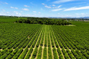 Valorização: café de Mandaguari conquista a 20ª Indicação Geográfica do Paraná