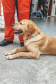 Grupo de Operações de Socorro Tático (GOST) do Corpo de Bombeiros Militar do Paraná (CBMPR)