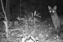 Sanepar - Com estudos e resgates de fauna e flora, Sanepar preserva espécies enquanto promove o saneamento no Paraná