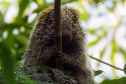 Sanepar - Com estudos e resgates de fauna e flora, Sanepar preserva espécies enquanto promove o saneamento no Paraná