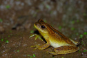 Sanepar - Com estudos e resgates de fauna e flora, Sanepar preserva espécies enquanto promove o saneamento no Paraná