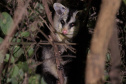 Sanepar - Com estudos e resgates de fauna e flora, Sanepar preserva espécies enquanto promove o saneamento no Paraná