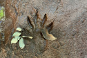Sanepar - Com estudos e resgates de fauna e flora, Sanepar preserva espécies enquanto promove o saneamento no Paraná