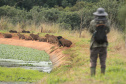 Sanepar - Com estudos e resgates de fauna e flora, Sanepar preserva espécies enquanto promove o saneamento no Paraná
