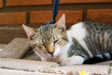  5º ciclo do CastraPet Paraná: Estado vai ampliar o número de cães e gatos imunizados contra a raiva