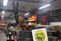 Canis da PMPR causam prejuízo de R$ 900 milhões ao crime desde 2023