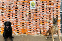 Canis da PMPR causam prejuízo de R$ 900 milhões ao crime desde 2023