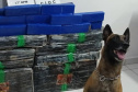 Canis da PMPR causam prejuízo de R$ 900 milhões ao crime desde 2023