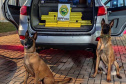 Canis da PMPR causam prejuízo de R$ 900 milhões ao crime desde 2023