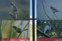 Exposição Fauna Ameaçada é Fauna a Ser Salva" atrai turistas para o Jardim Botânico de Curitiba