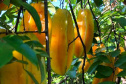 IDR - Encontro discute a fruticultura no Paraná