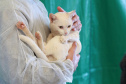 5º ciclo do CastraPet Paraná: Estado vai ampliar o número de cães e gatos imunizados contra a raiva