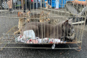  5º ciclo do CastraPet Paraná: Estado vai ampliar o número de cães e gatos imunizados contra a raiva