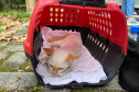  5º ciclo do CastraPet Paraná: Estado vai ampliar o número de cães e gatos imunizados contra a raiva