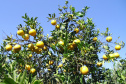 IDR - Encontro discute a fruticultura no Paraná