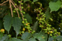 BOLETIM AGRO