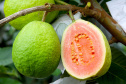 IDR - Encontro discute a fruticultura no Paraná