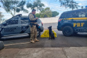 K9 “Glock”, da Polícia Penal, fareja e encontra 81 kg de maconha durante ação conjunta com a PRF em Maringá