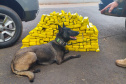 K9 “Glock”, da Polícia Penal, fareja e encontra 81 kg de maconha durante ação conjunta com a PRF em Maringá